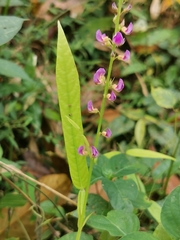 Tadehagi triquetrum