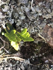 Pleopeltis pycnocarpa