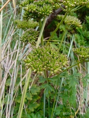 Anisotome lyallii
