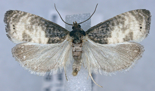 Notocelia illotana
