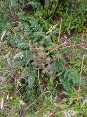 Anisotome lyallii