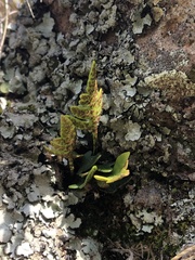 Pleopeltis pycnocarpa