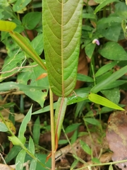 Tadehagi triquetrum