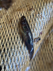 Rasbora kalochroma