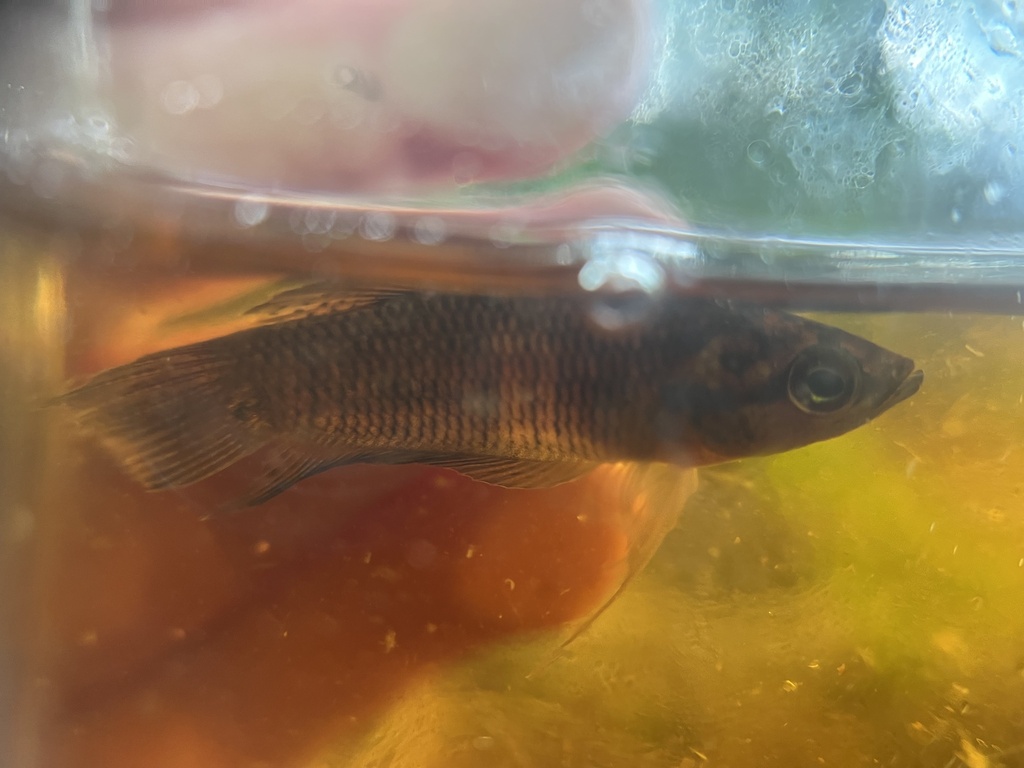Betta hipposideros