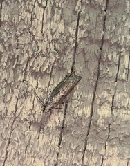 Strepsicrates ejectana