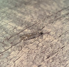 Strepsicrates ejectana