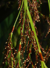 Machaerina sinclairii