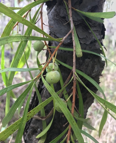 Persoonia longifolia R.Br.
