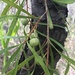 Persoonia longifolia - Photo (c) Ann Bentley, algunos derechos reservados (CC BY), subido por Ann Bentley