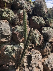 Corryocactus erectus