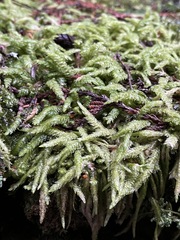 Plagiothecium undulatum