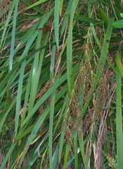 Machaerina sinclairii