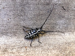 Plectrodera scalator