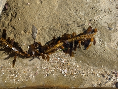 Egregia