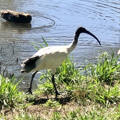 Threskiornis molucca molucca