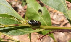 Diphucrania