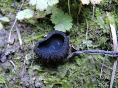 Plectania rhytidia