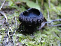 Plectania rhytidia