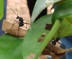 Polyrhachis armata