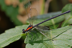 Austroargiolestes chrysoides