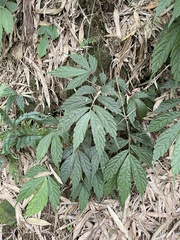 Elatostema lineolatum