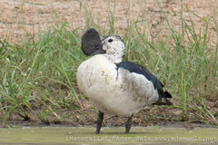 Sarkidiornis melanotos