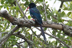 Phoeniculus purpureus