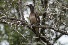 Lophoceros nasutus