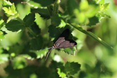 Pollanisus subdolosa