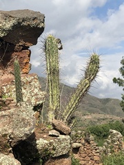 Trichocereus cuzcoensis
