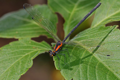Austroargiolestes chrysoides