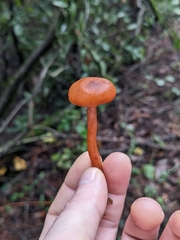 Rhodophana nitellina
