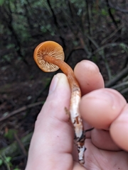 Rhodophana nitellina