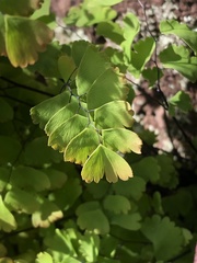 Adiantum orbignyanum