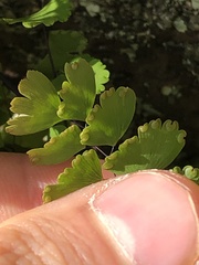 Adiantum orbignyanum