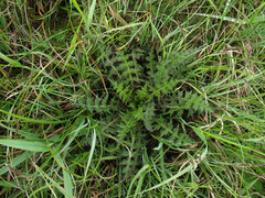Cirsium palustre