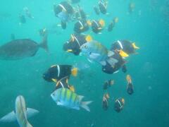 Abudefduf troschelii