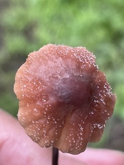 Marasmius plicatulus