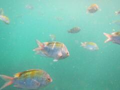 Abudefduf troschelii