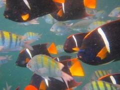 Abudefduf troschelii