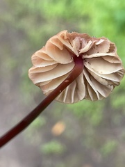 Marasmius plicatulus