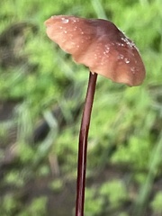 Marasmius plicatulus