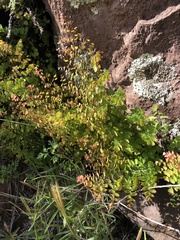 Adiantum orbignyanum