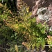 Adiantum orbignyanum - Photo (c) Jared Shorma, some rights reserved (CC BY), uploaded by Jared Shorma