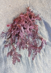 Microcladia coulteri