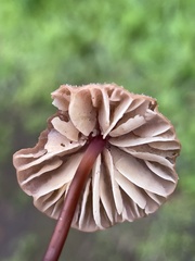 Marasmius plicatulus