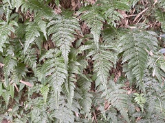 Metathelypteris gracilescens