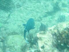 Microspathodon dorsalis