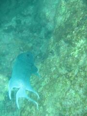 Microspathodon dorsalis